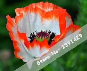 Orange (Orange scientific name) for planting in garden